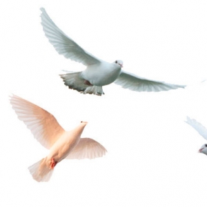Марафон почтовых голубей в Кортрейке 